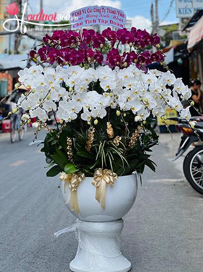 Chậu lan hồ điệp kết hợp - Thắng lợi về tay