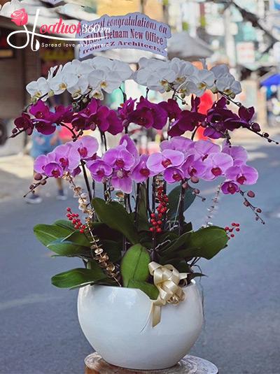 Chậu lan hồ điệp kết hợp - Doanh dư đắc lợi