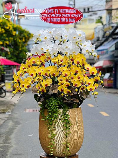 Chậu lan hồ điệp kết hợp - Gấm lụa như hoa