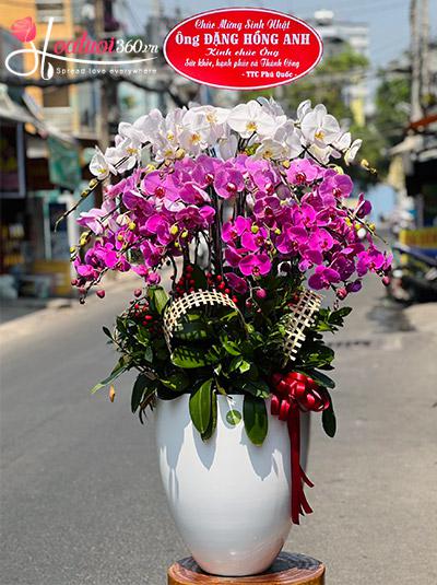 Chậu lan hồ điệp kết hợp - Gói trọn lộc tài
