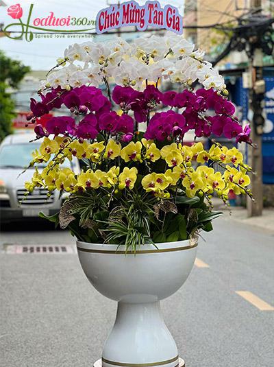 Chậu lan hồ điệp kết hợp - Hạnh phúc ấm êm