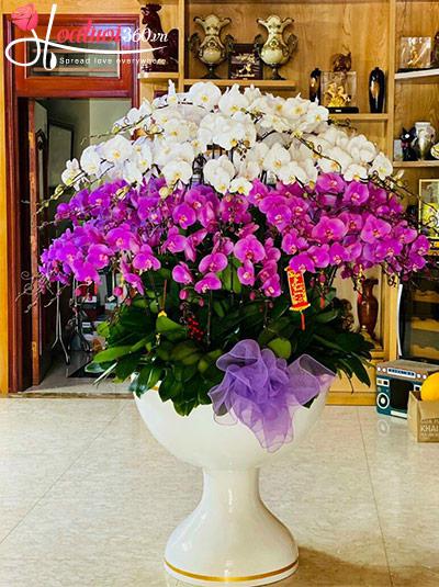 Chậu lan hồ điệp kết hợp - Hạnh phúc an khang