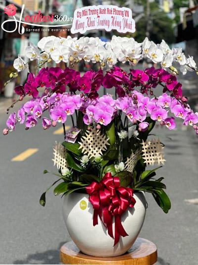 Chậu lan hồ điệp kết hợp - Hạnh phúc muôn màu
