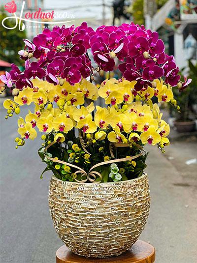 Chậu lan hồ điệp kết hợp - Hào quang rực rỡ