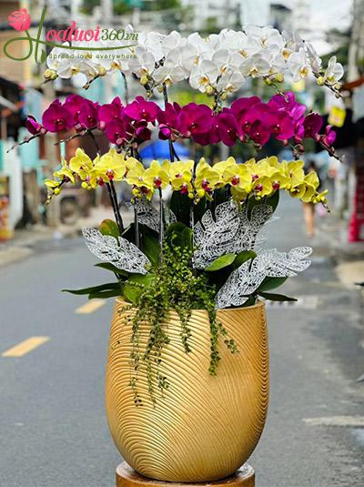Chậu lan hồ điệp kết hợp - Hòa khí ấm êm