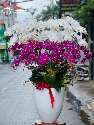 Chậu lan hồ điệp kết hợp - Hương sắc chiều thu