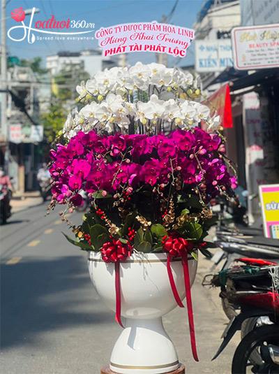 Chậu lan hồ điệp kết hợp - Khởi đầu hoàng kim