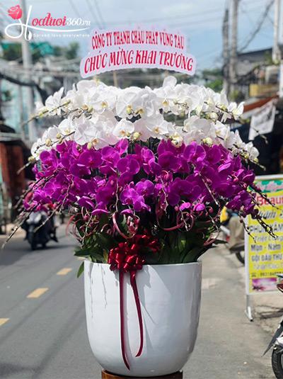 Chậu lan hồ điệp kết hợp - Lộc phát làm giàu