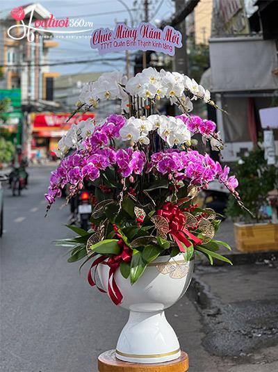 Chậu lan hồ điệp kết hợp - Lộc phúc bình an