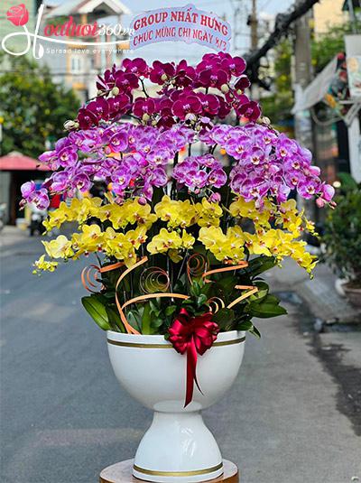Chậu lan hồ điệp kết hợp - Mãi luôn rạng ngời