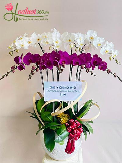 Chậu lan hồ điệp kết hợp - Mật ngọt cho đời