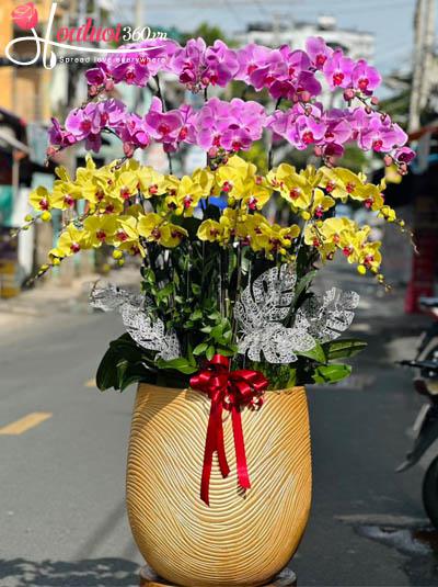 Chậu lan hồ điệp kết hợp - May mắn phát tài