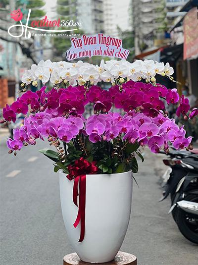 Chậu lan hồ điệp kết hợp - Một đời giàu sang