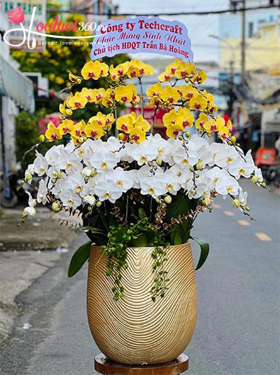 Chậu lan hồ điệp kết hợp - Một đời phú quý