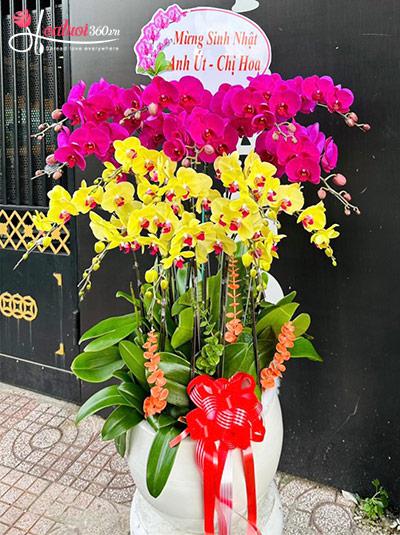 Chậu lan hồ điệp kết hợp - Mỹ cảnh nhân gian