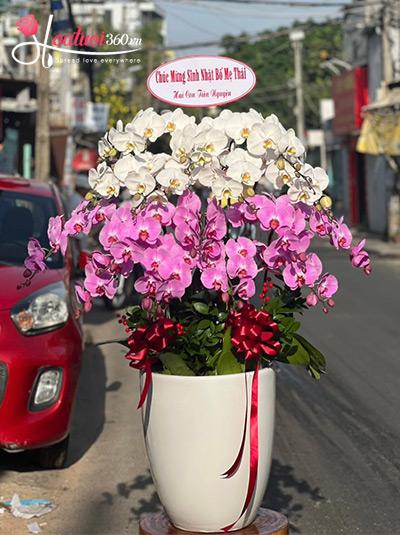 Chậu lan hồ điệp kết hợp - Mỹ cảnh