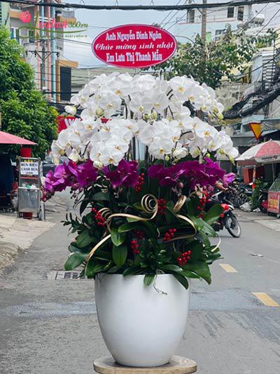 Chậu lan hồ điệp kết hợp - Nét kiều diễm