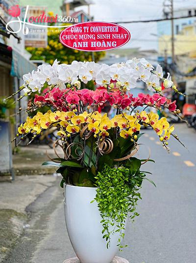 Chậu lan hồ điệp kết hợp - Ngày càng vươn xa
