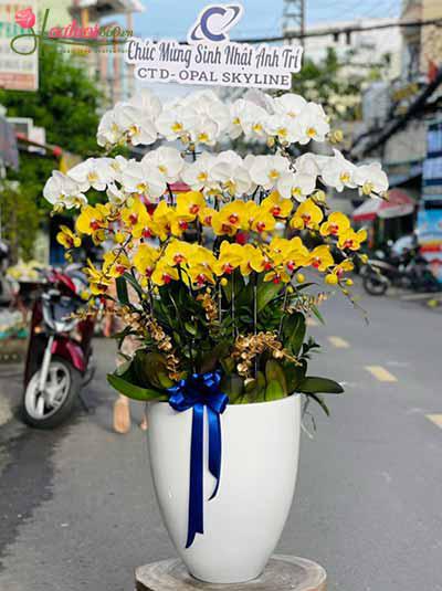 Chậu lan hồ điệp kết hợp - Ngày chung đôi