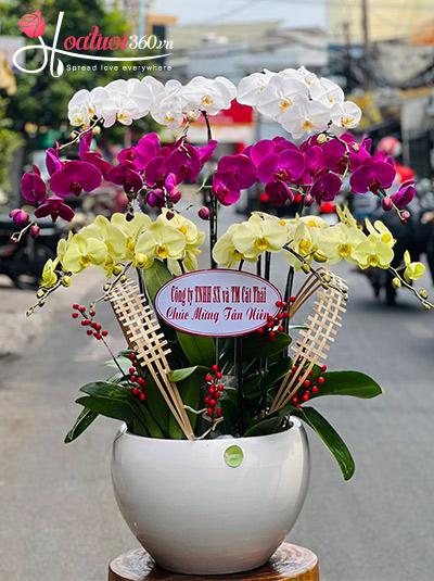 Chậu lan hồ điệp kết hợp - Nhất lộ vinh hoa