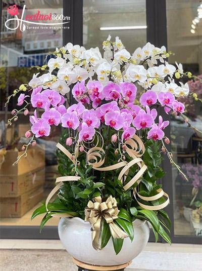 Chậu lan hồ điệp kết hợp - Nhất sinh rực rỡ