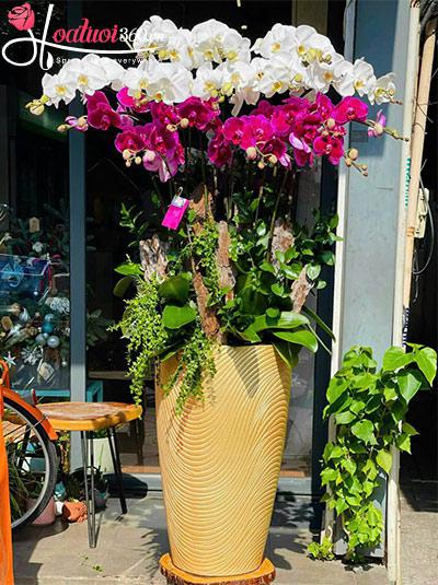 Chậu lan hồ điệp kết hợp - Phú quý vạn gia