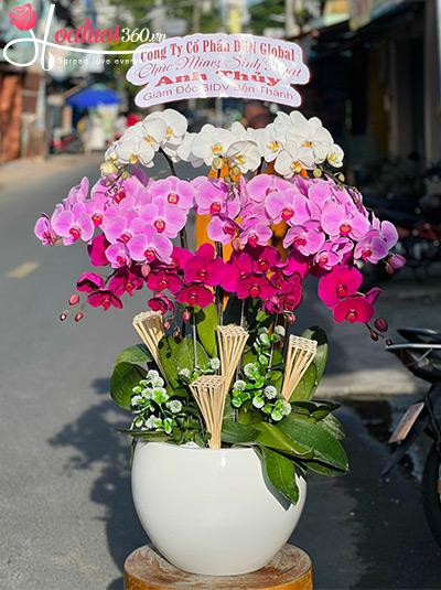 Chậu lan hồ điệp kết hợp - Phú quý vô biên