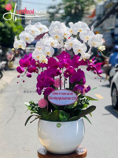 Chậu lan hồ điệp kết hợp - Phúc lộc dồi dào