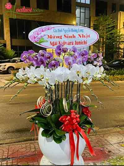 Chậu lan hồ điệp kết hợp - Quyến rũ