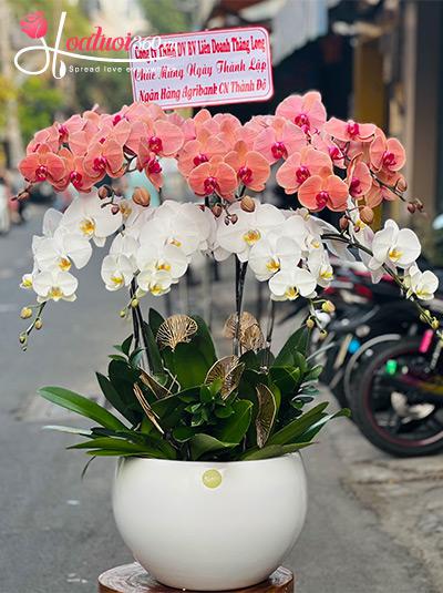 Chậu lan hồ điệp kết hợp - Sắc đẹp không phai