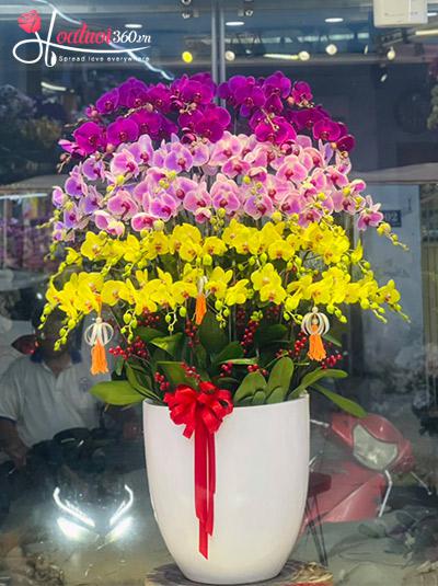 Chậu lan hồ điệp kết hợp - Sắc đẹp vĩnh cửu