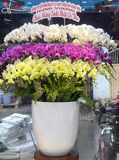 Chậu lan hồ điệp kết hợp - Sắc hoa đa tầng