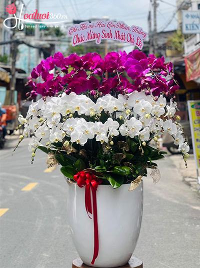 Chậu lan hồ điệp kết hợp - Sắc hoa không phai