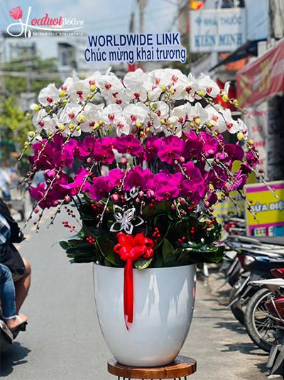 Chậu lan hồ điệp kết hợp - Sắc hoa ngày nắng