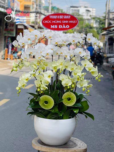 Chậu lan hồ điệp kết hợp - Sắc nồng say