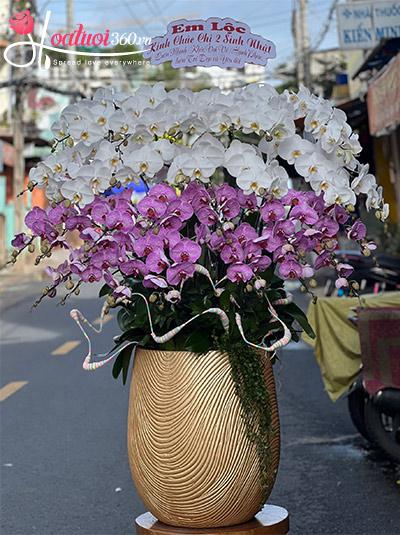 Chậu lan hồ điệp kết hợp - Sắc thu hồng phát