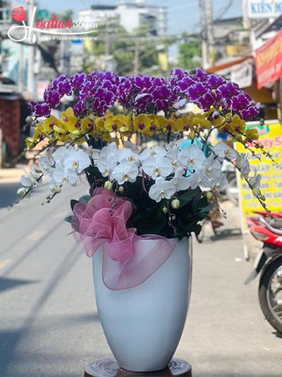 Chậu lan hồ điệp kết hợp - Sắc yêu thương