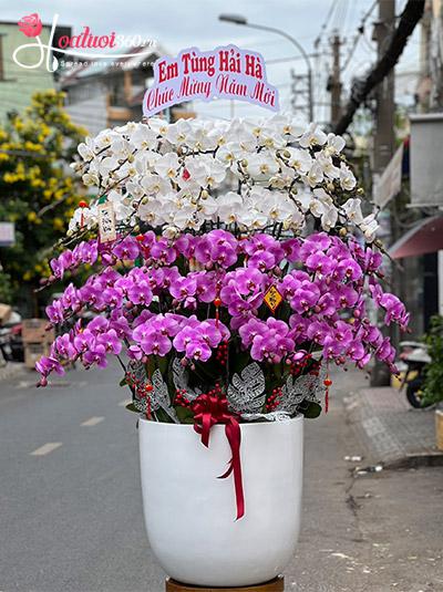 Chậu lan hồ điệp kết hợp - Sự hoàn hảo
