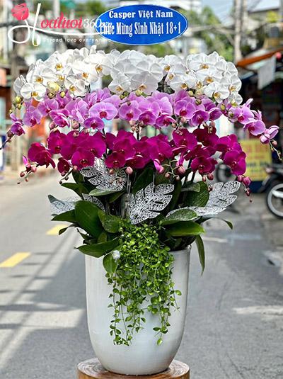 Chậu lan hồ điệp kết hợp - Sự nghiệp rực rỡ