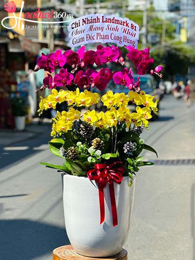 Chậu lan hồ điệp kết hợp - Sự nghiệp vững chắc