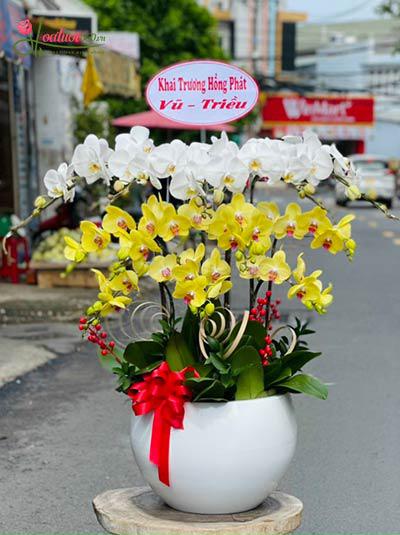 Chậu lan hồ điệp kết hợp - Sự phá cách