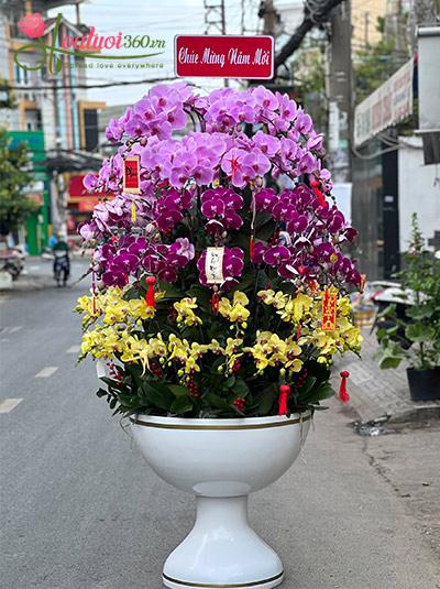 Chậu lan hồ điệp kết hợp - Sung túc vẹn toàn