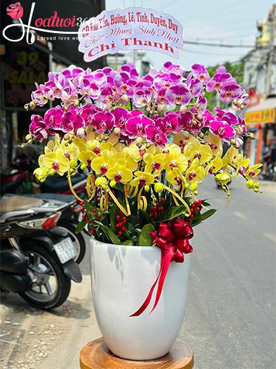 Chậu lan hồ điệp kết hợp - Tài sắc vẹn toàn