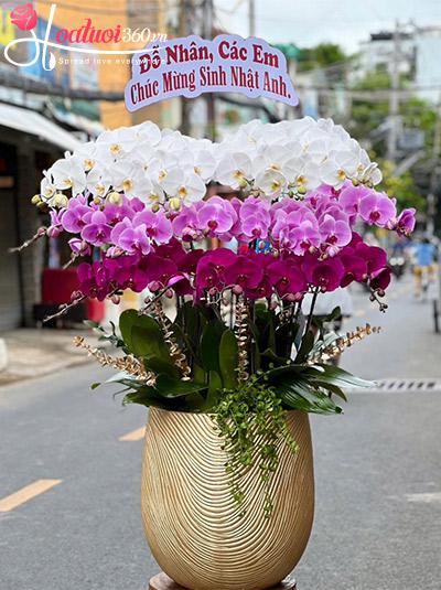 Chậu lan hồ điệp kết hợp - Tài vận đổi đời