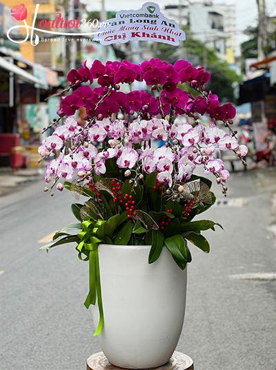 Chậu lan hồ điệp kết hợp - Tài vận thăng tiến