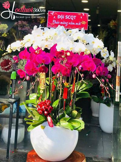 Chậu lan hồ điệp kết hợp - Tân xuân trù phú