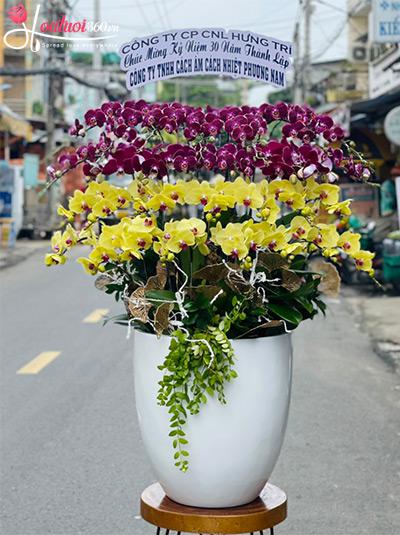 Chậu lan hồ điệp kết hợp - Thăng tiến đường dài