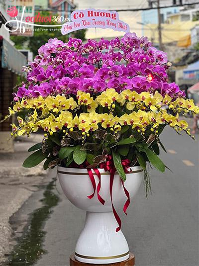 Chậu lan hồ điệp kết hợp - Thành công rực rỡ