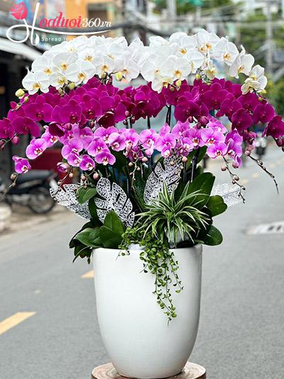 Chậu lan hồ điệp kết hợp - Thuận danh thuận lợi