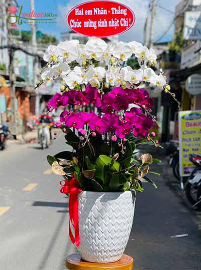 Chậu lan hồ điệp kết hợp - Thuần khiết